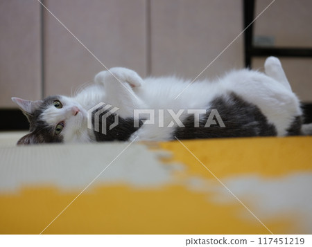Cat relaxing in the kitchen Mirrorless camera 117451219