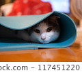 Female cat hiding in yoga mat GFX Large Format 117451220