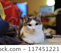 Incense box, cat, relax, mirrorless camera 117451221