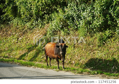 越南 沙巴 越南 越南 沙巴 越南 117451256