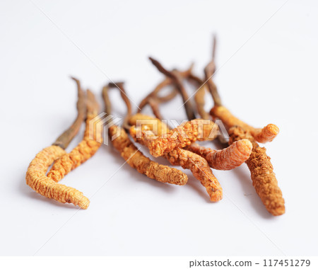 Cordyceps sinensis or Ophiocordyceps sinensis isolated on white background, mushroom herb treatment medicine. 117451279