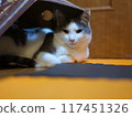 Relaxing female cat indoors GFX 117451326