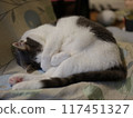 A cat sleeping curled up in a chair, hiding its face GFX 117451327