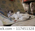Female cat relaxing on a chair GFX Fuji 117451328