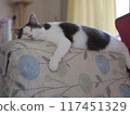 A female cat resting on top of a chair Mirrorless camera 117451329