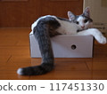 A cat forcing its way into a box Mirrorless camera GFX 117451330