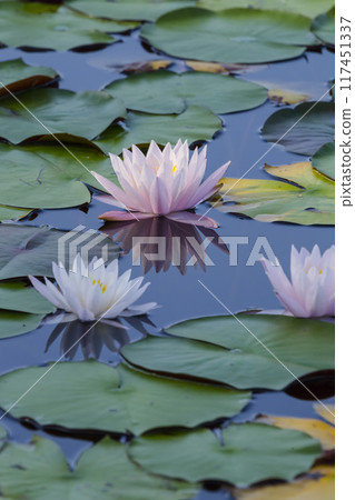 Summer pond scenery with blooming water lilies, Tanagaike Pond, Tottori Prefecture 117451337