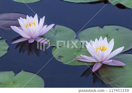 Summer pond scenery with blooming water lilies, Tanagaike Pond, Tottori Prefecture 117451339