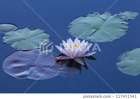 Summer pond scenery with blooming water lilies, Tanagaike Pond, Tottori Prefecture Summer pond scenery with blooming water lilies, Tanagaike Pond, Tottori Prefecture 117451341