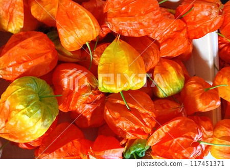 鳳月盂蘭盆裝飾 117451371