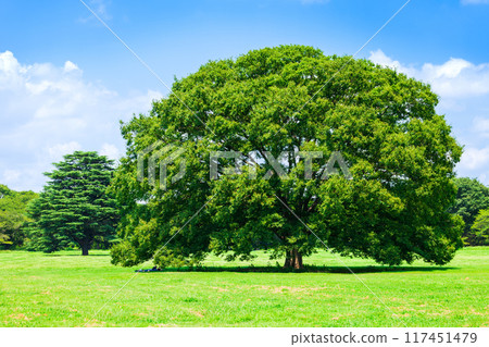 樹木，大樹，公園圖片 117451479