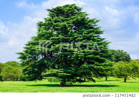 Trees, large trees, park images 117451482