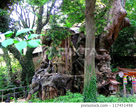 熱海君宮神社 來宮神社 第一樟腦 熱海君宮神社 來宮神社 第一樟腦 117451498