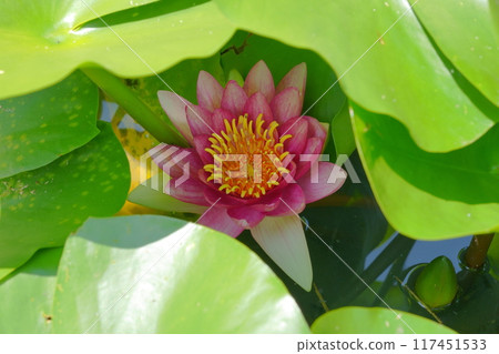 睡蓮花在葉蔭下休息 睡蓮花在葉蔭下休息 117451533