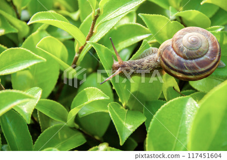 葉子上的蝸牛 117451604