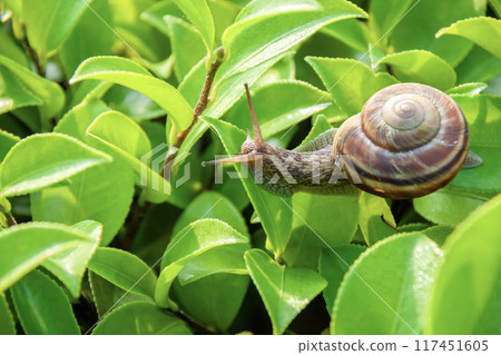 Snail on a leaf 117451605