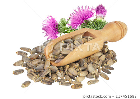Seeds and flower of a milk thistle or Silybum marianum, Scotch Thistle, Marian thistle in wooden scoop isolated on white background Seeds and flower of a milk thistle or Silybum marianum, Scotch Thistle, Marian thistle in wooden scoop isolated on white background 117451682