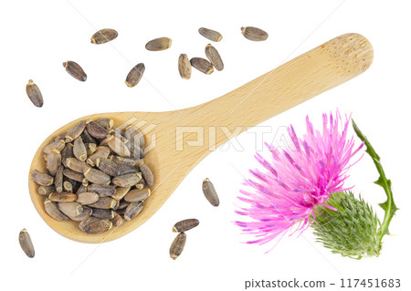 Seeds and flower of a milk thistle or Silybum marianum, Scotch Thistle, Marian thistle in wooden spoon isolated on white background. Top view 117451683