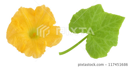 Yellow pumpkin or zucchini flower and leaf isolated on a white background. Top view. Flat lay 117451686