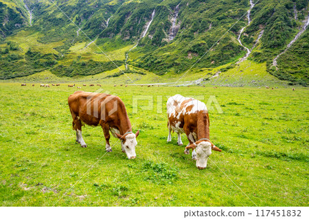Two alpine cows are grazing in a lush green meadow, surrounded by majestic mountains and gentle slopes, enjoying the tranquility of their natural habitat. 117451832