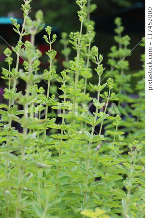 Oregano at Nunobiki Herb Garden Oregano at Nunobiki Herb Garden 117452000