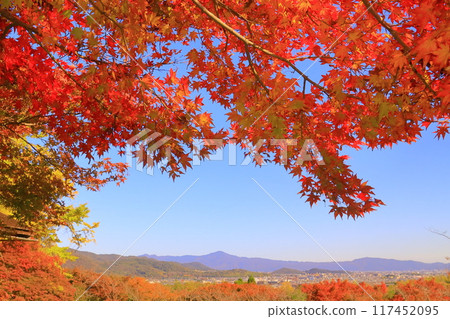 Autumn leaves in front of Daijokaku at Okawachi Sanso (Ukyo Ward, Kyoto City) Autumn leaves in front of Daijokaku at Okawachi Sanso (Ukyo Ward, Kyoto City) 117452095