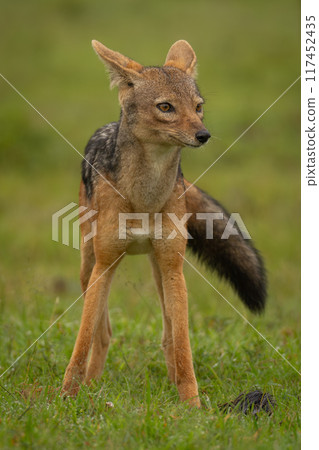 Black-backed jackal stands on grass facing camera Black-backed jackal stands on grass facing camera 117452435