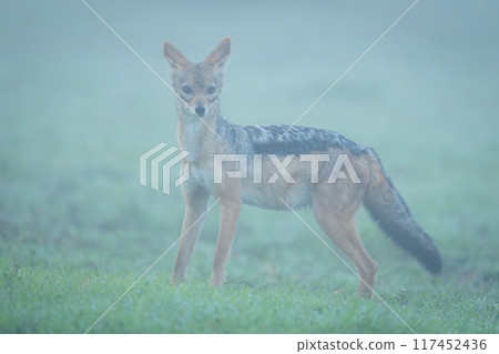 Black-backed jackal stands on grass in mist Black-backed jackal stands on grass in mist 117452436