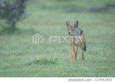 Black-backed jackal stands on grass looking up Black-backed jackal stands on grass looking up 117452437