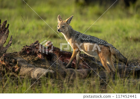 Black-backed jackal stands on kill looking round 117452441