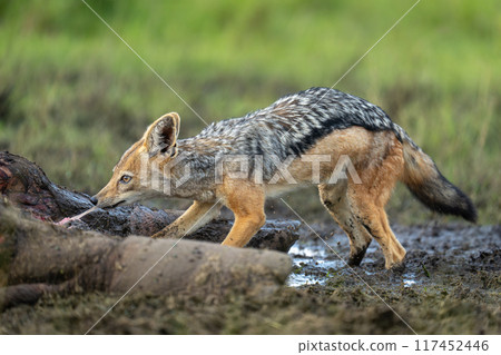 Black-backed jackal stands pulling at hippo carcase 117452446