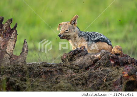 Black-backed jackal stands shaking head holding meat Black-backed jackal stands shaking head holding meat 117452451