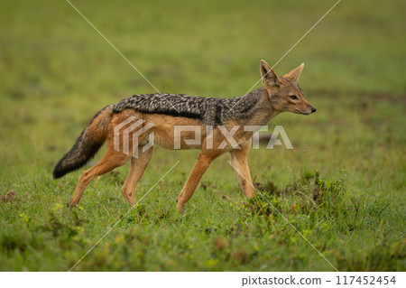 Black-backed jackal walks across short wet grass 117452454