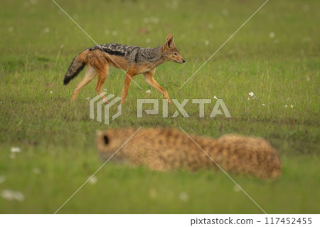 Black-backed jackal walks past cheetah on grass 117452455