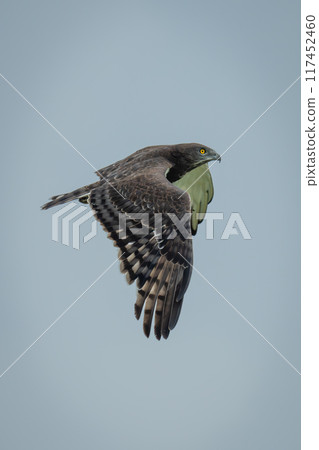Black-chested snake-eagle flies against clear blue sky Black-chested snake-eagle flies against clear blue sky 117452460