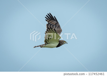 Black-chested snake-eagle flies through clear blue sky Black-chested snake-eagle flies through clear blue sky 117452461