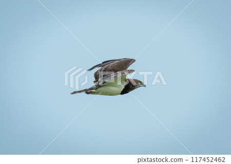 Black-chested snake-eagle flies through perfect blue sky Black-chested snake-eagle flies through perfect blue sky 117452462