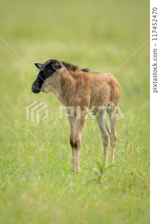 Blue wildebeest calf stands on short grass Blue wildebeest calf stands on short grass 117452470