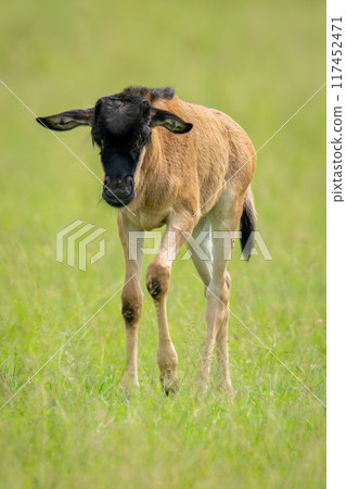 Blue wildebeest calf walks across short grass Blue wildebeest calf walks across short grass 117452471