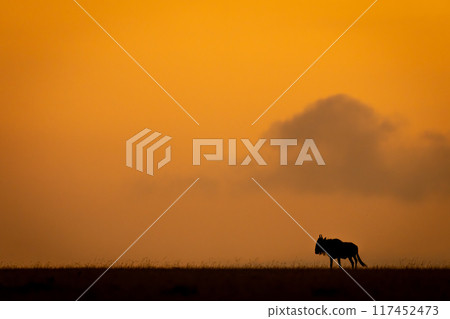 Blue wildebeest on sunset horizon stands silhouetted 117452473