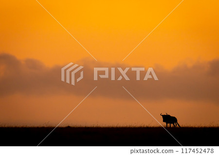 Blue wildebeest standing silhouetted on sunset horizon 117452478
