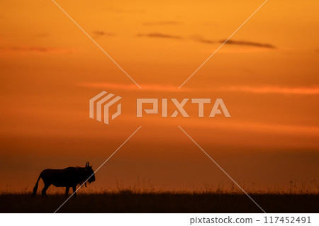 Blue wildebeest stands on horizon after sunset 117452491