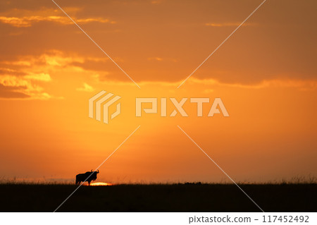Blue wildebeest stands on horizon at sundown Blue wildebeest stands on horizon at sundown 117452492