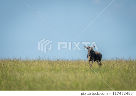 Blue wildebeest stands on horizon watching camera Blue wildebeest stands on horizon watching camera 117452493