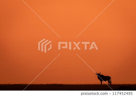 Blue wildebeest stands silhouetted upon sunset horizon 117452495