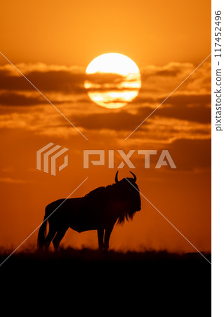 Blue wildebeest stands turning head at sundown 117452496