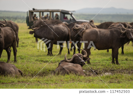 Cape buffalo lies in mud near jeep Cape buffalo lies in mud near jeep 117452503