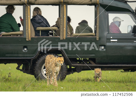 Cheetah and cub walk away from jeep Cheetah and cub walk away from jeep 117452506
