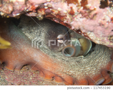 章魚躲在藏身處 章魚躲在藏身處 117453190