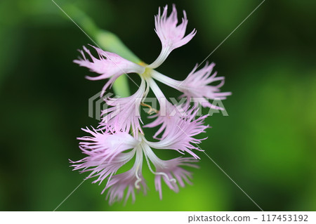 Ezo Kawarana Dessico Ezo Kawarana Dessico 117453192